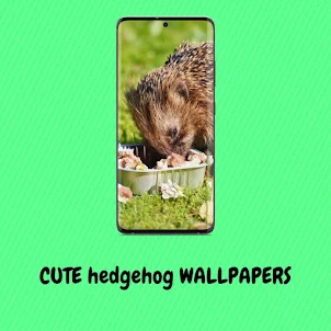 Cute Hedgehog Wallpapers