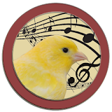 Singer Canary Tutor icon
