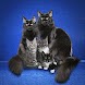 Popular cat breeds - Androidアプリ