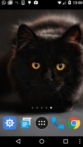 black cat wallpaper Screen 2