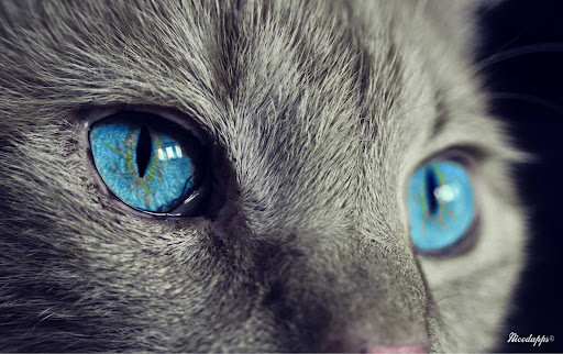 Katzen Bilder Screen 3