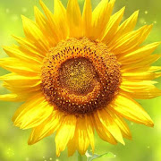 Sunflower Wallpaper Hd