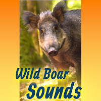 Wild Boar Hunting Call Sounds App  Mp3 Offline