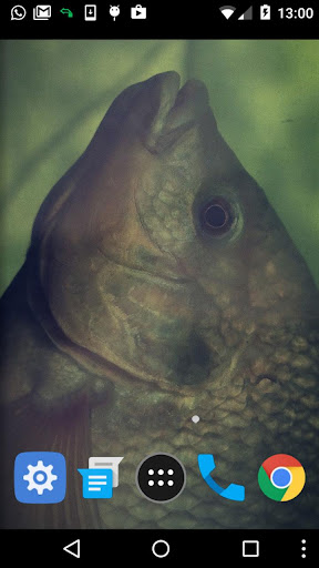 arowana fish wallpaper Screen 2