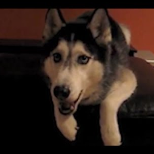 Talking dog sounds logo