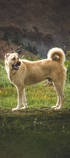 Kangal Dog Wallpapers 2023 HD Screen 3