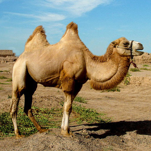 Camels Jigsaw Puzzles 2.12.10 Icon