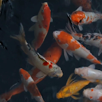 Cover Image of Télécharger Fond d'écran animé d'aquarium réel  APK