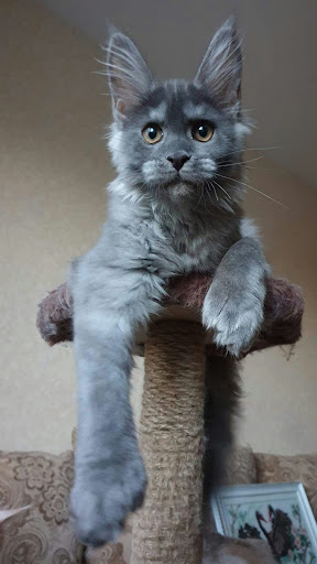 Maine Coon Wallpapers