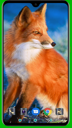Fox Wallpaper 4k Latest Download Apk Free For Android Apktume Com