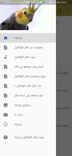 صوت طائر الكوكاتيل