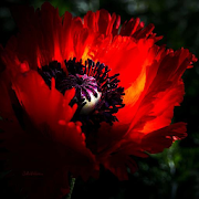 Oriental Poppy Flower HD