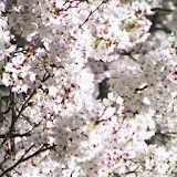 Riotous color of sakura icon