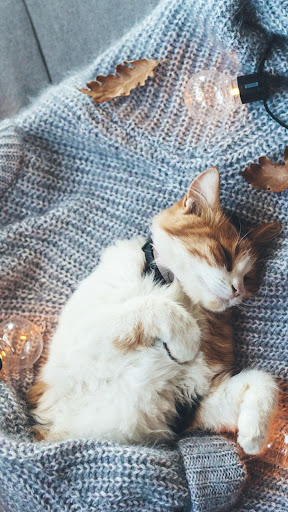 Cat Wallpaper Screen 3