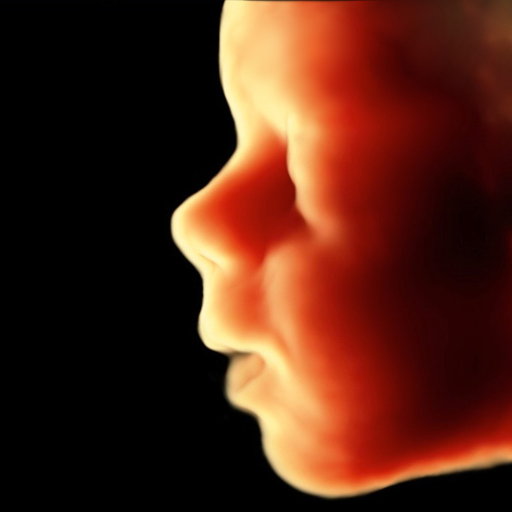 ScanBaby learn baby ultrasound logo