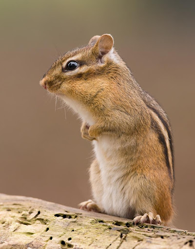 Android application Chipmunk Sounds screenshort