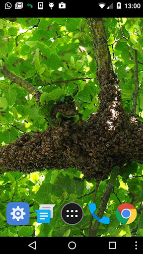 bee hive wallpaper Screen 2