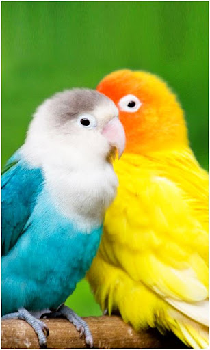 Android application Beautiful Birds Wallpapers screenshort