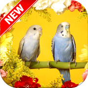 Parrot Wallpapers