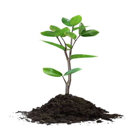 How To Plant a Tree logo