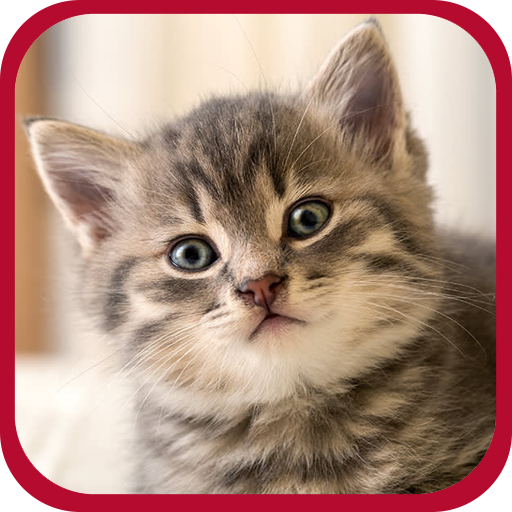 Cute Kitten Wallpapers Offline logo