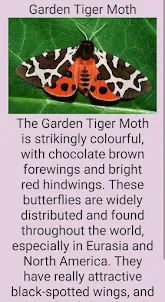 Beautiful butterfly species
