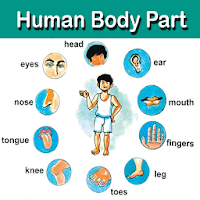 Human Body Parts