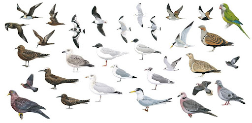 دليل الطيور في الشرق الأوسط