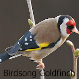Goldfinch Birds Chirping icon
