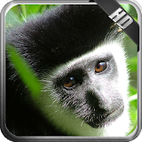 Monkey Wallpaper icon