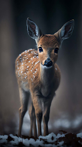 Deer Wallpaper - Stag HD