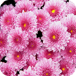 Cover Image of Download 100+Floral Wallpaper  APK