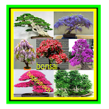 Bonsai plant ideas icon