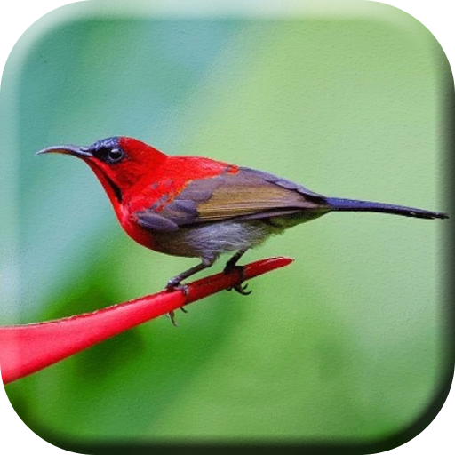 Masteran Burung Kolibri Sepah logo