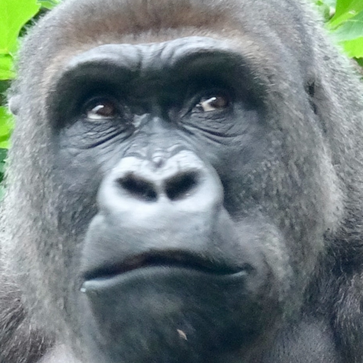 Gorilla Slot Infinity Download on Windows
