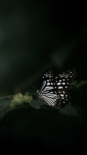 Butterfly Wallpaper Screen 2