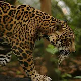 Jaguar Wallpapers HD icon