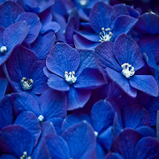 Blue Flowers Live Wallpaper.  Icon