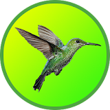 Master Kicau Kolibri icon