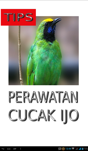 Android application Tips Perawatan Cucak Ijo screenshort