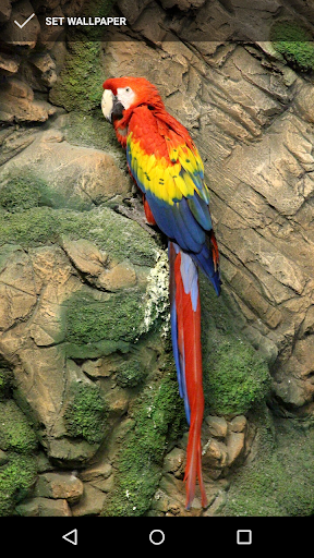 Parrot Wallpapers Screen 2