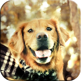 Dogs Wallpapers icon