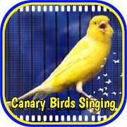 Beautifful Canary Singer Birds 1.0 Icon
