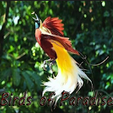 Birds of Paradise icon