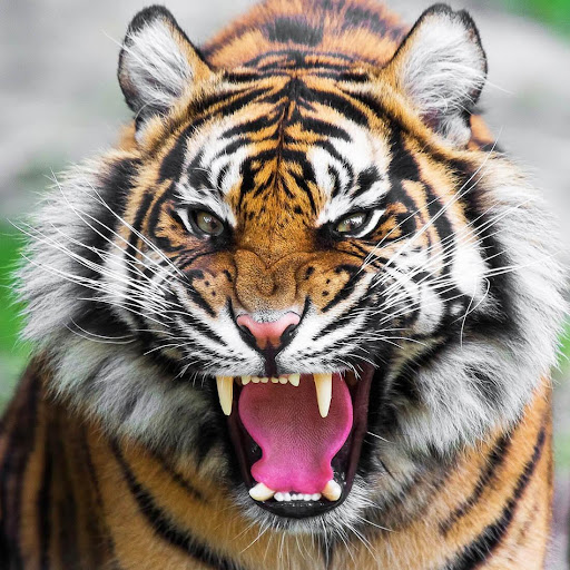 Download Tiger Live Wallpaper Free for Android - Tiger Live Wallpaper APK  Download 