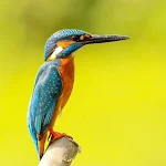 Cover Image of Download Kingfisher Bird Wallpaper HD 1.0 APK