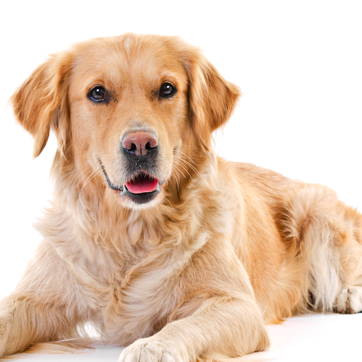 VTNE Tests - Veterinary Prep logo