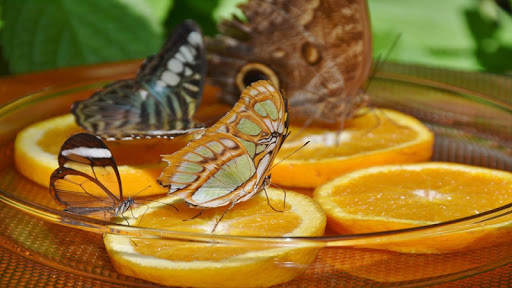 Butterfly Jigsaw Puzzles Screen 2