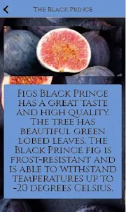 Types of figs