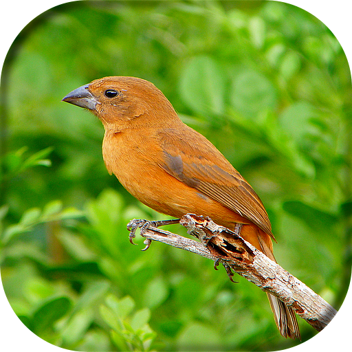 Song of Azulão Fêmea Cantando